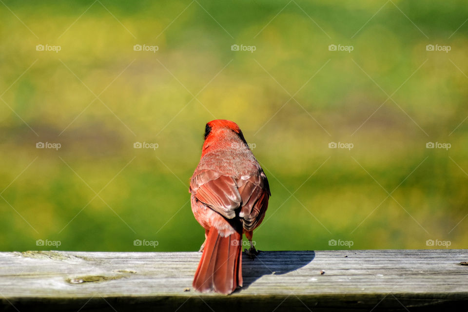 Male cardinal looking out at new spring grass and  flowers back view 