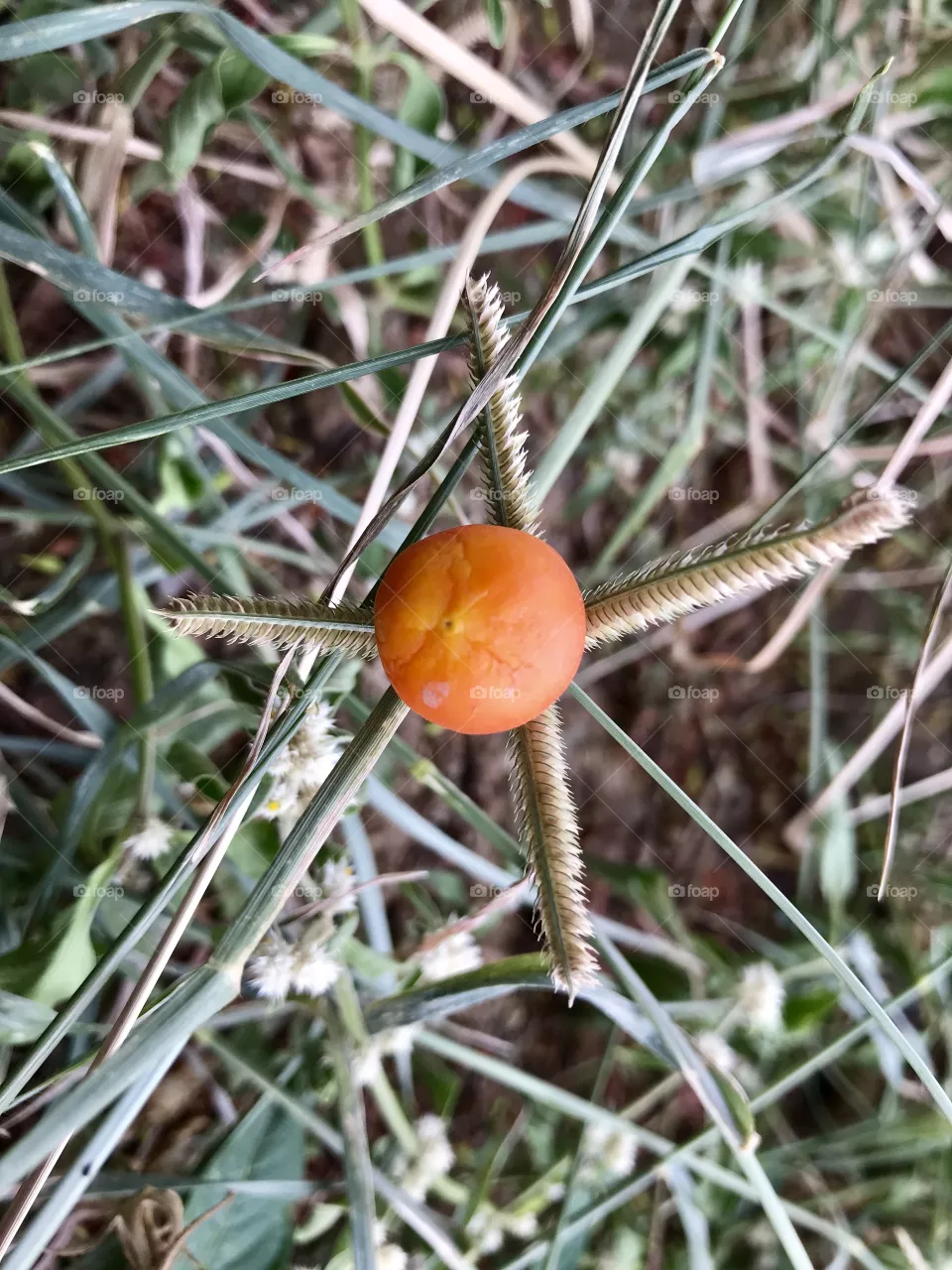 Tomato photography 