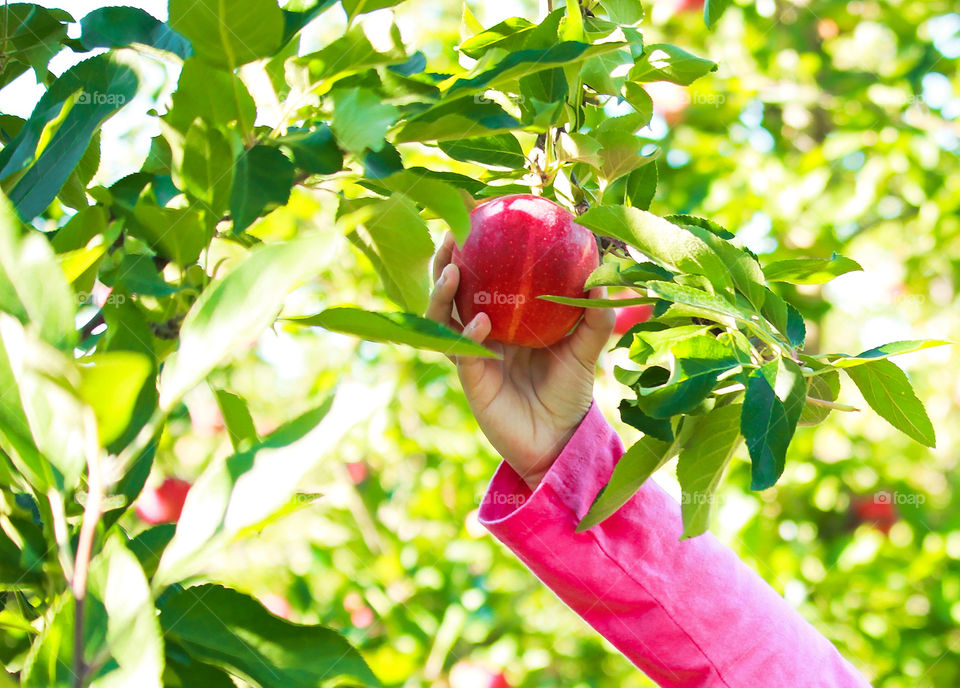 Close-up of girl's hand picking apple