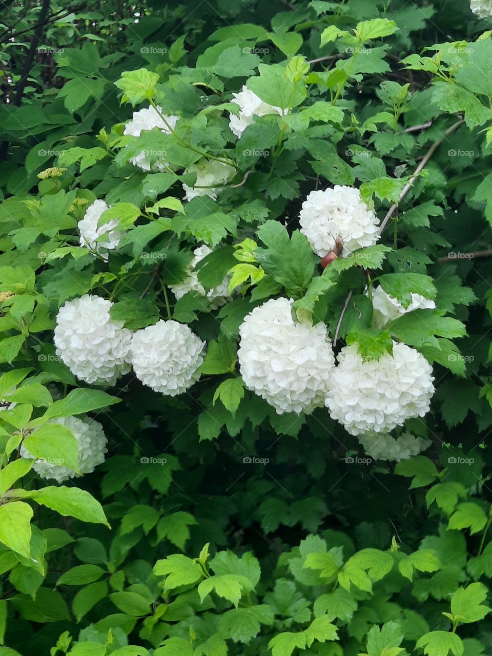 portrait  od Viburnum opulus Roseum