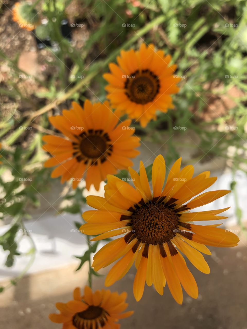 These beauties look like very striking sunflowers, whatever variety they are, they pass the test for transparency and joy.