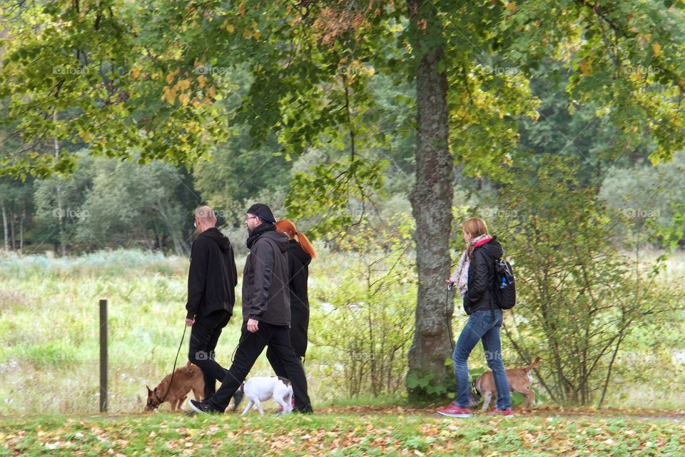 Autumn walk . Autumn walk 