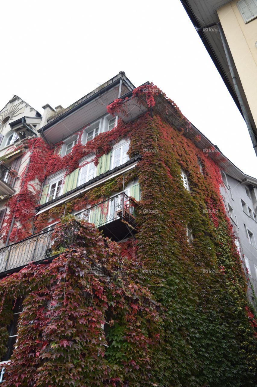 A house is covered in vines in Lucerne, Switzerland. October 2016.