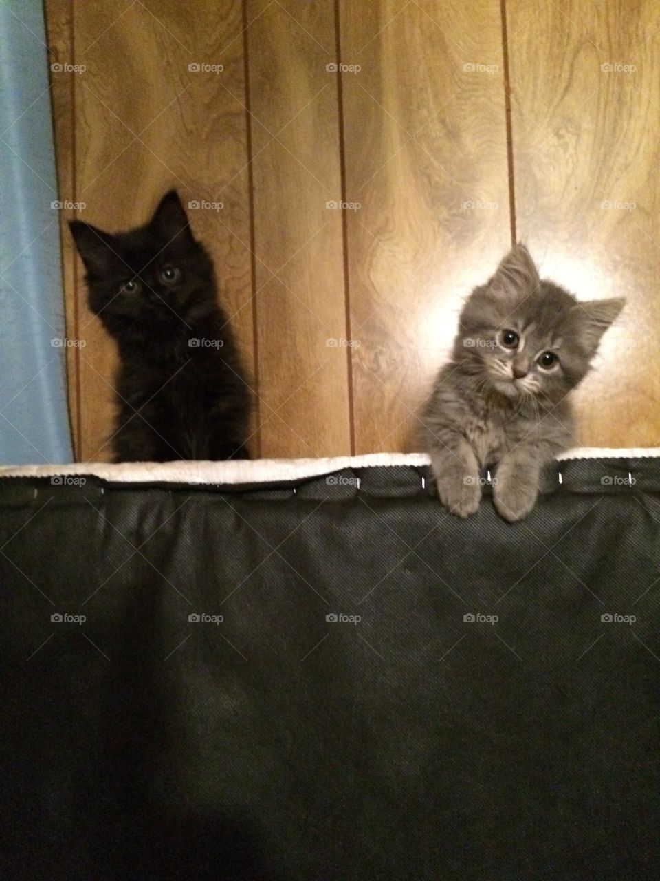 Kittens!
