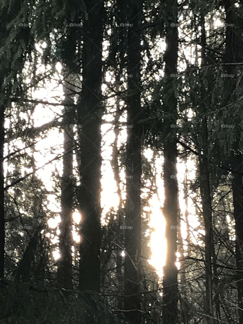 Sonnenlicht im Wald