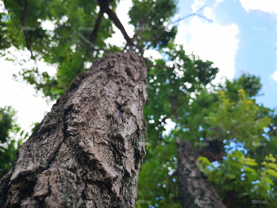 Beautiful tree trunk close-up on nature background.