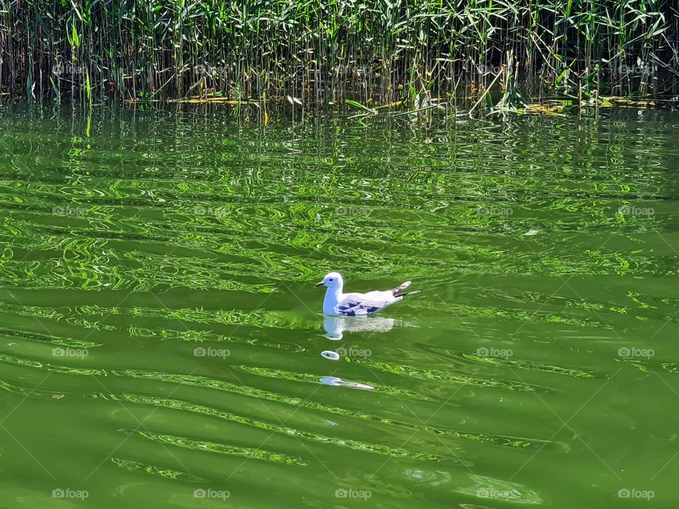 Single seagull floats on small waves of the greed colored sea lagoon water near the shore with reeds growing at the water edge 