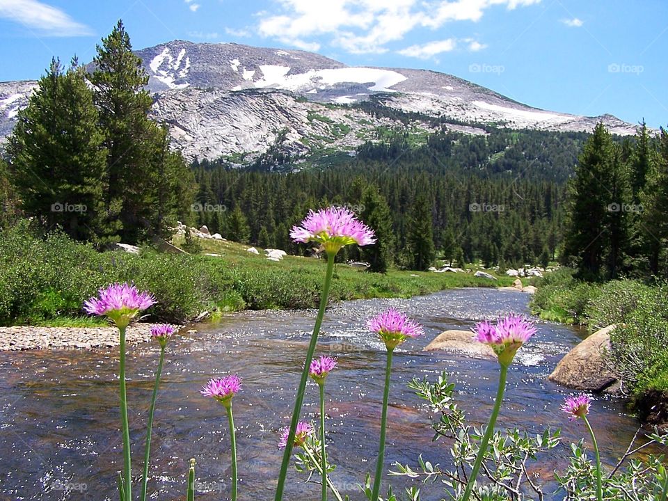 Pink Flowers against Backdrop of Yosemite