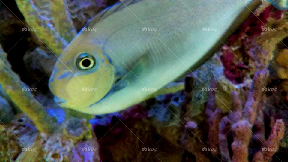 Fish