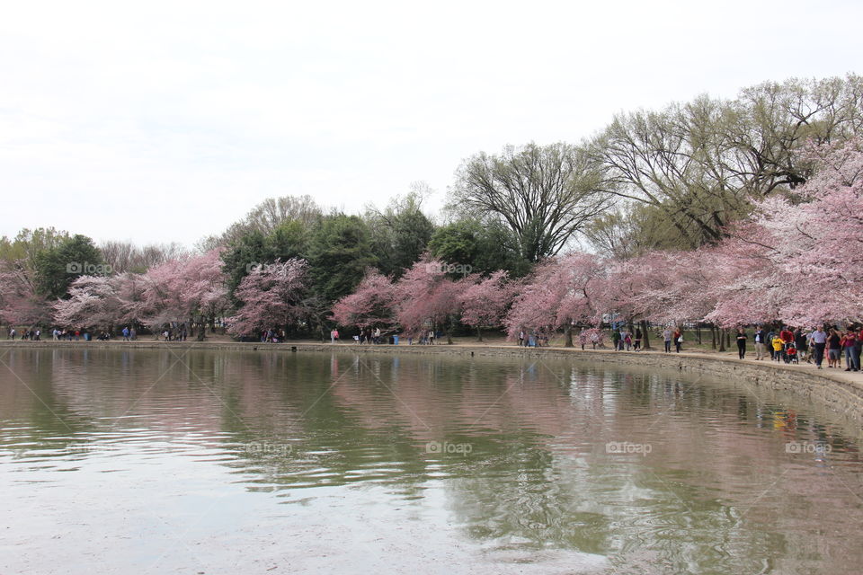 Cherry blossoms