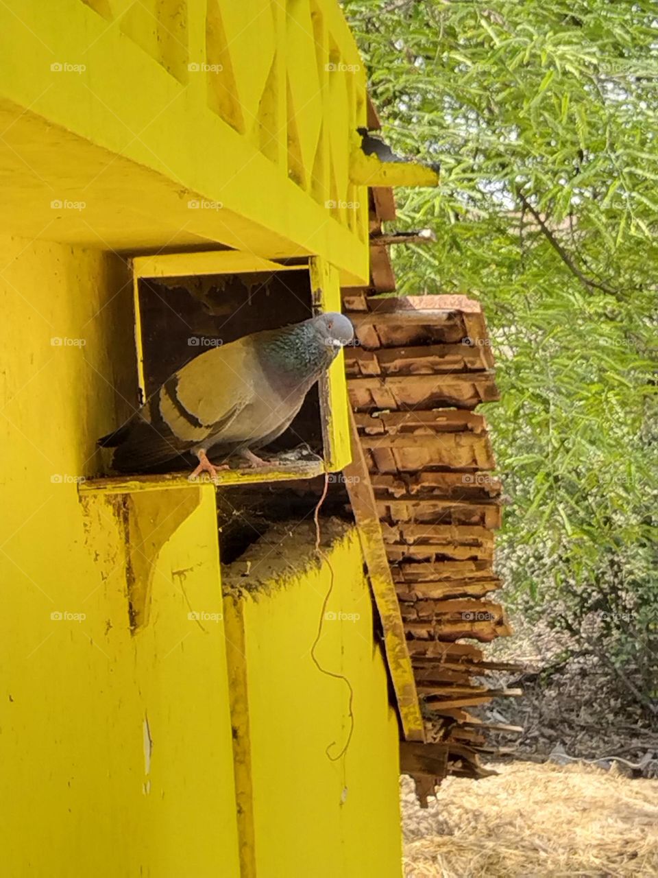 pigeon House