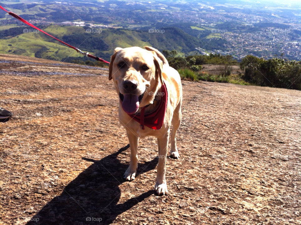 yellow mountain dog view by patty