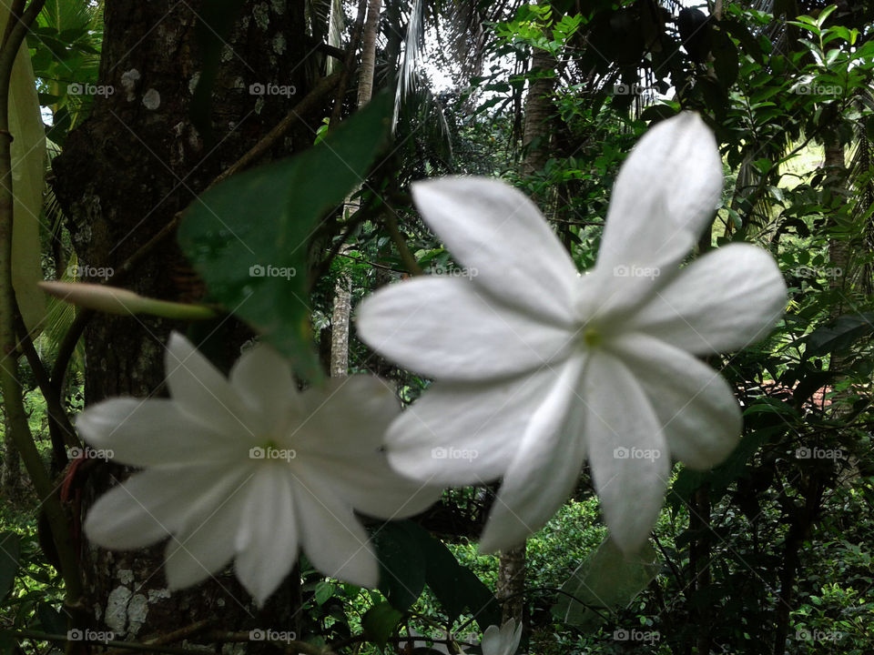 beautiful white flower