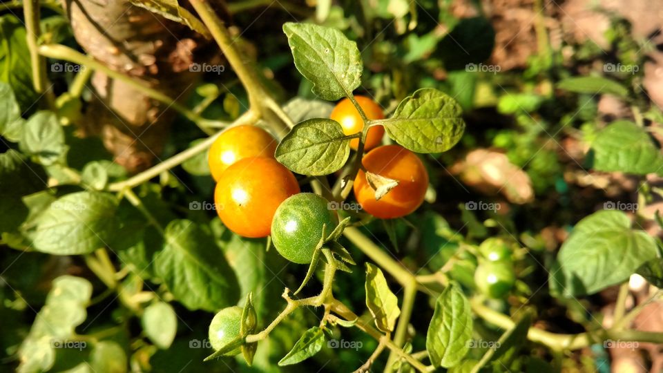 Tomatinhos verdinhos e maduros.