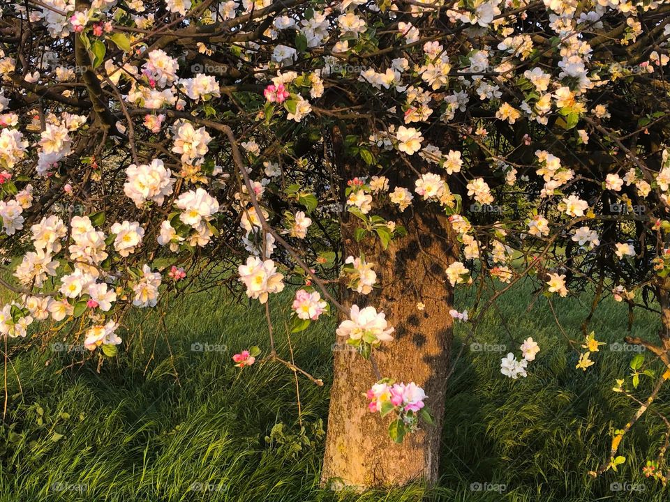 Blooming apple tree 