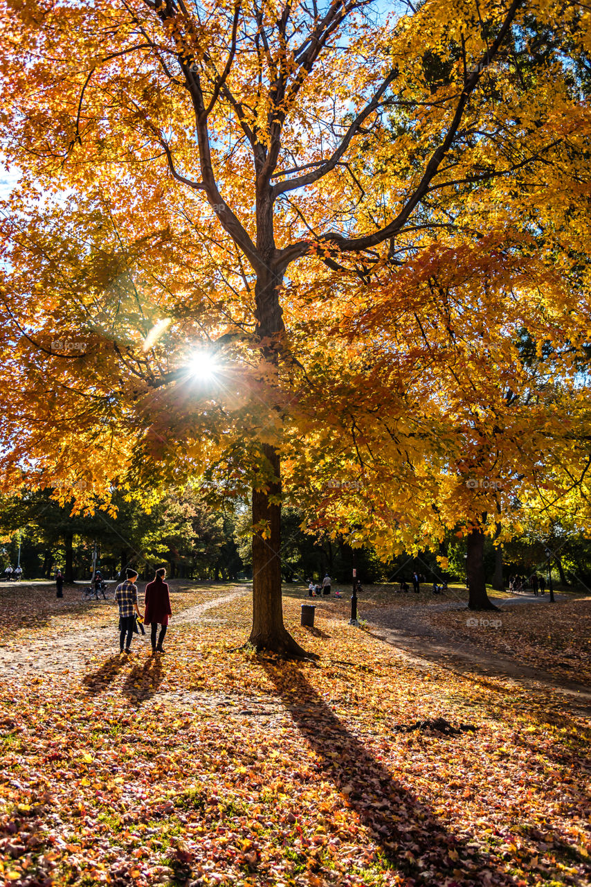 Fall, Leaf, Tree, Maple, Park