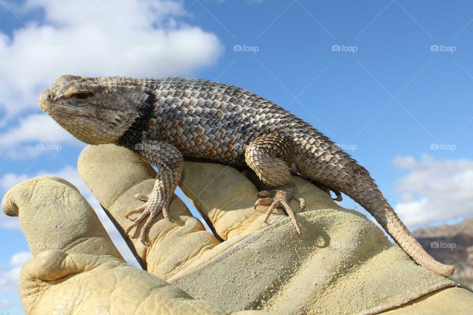 Mojave Desert Critter