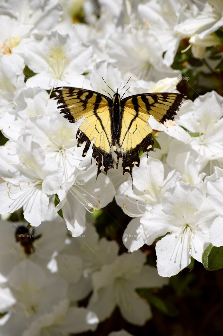 Butterfly on white flower