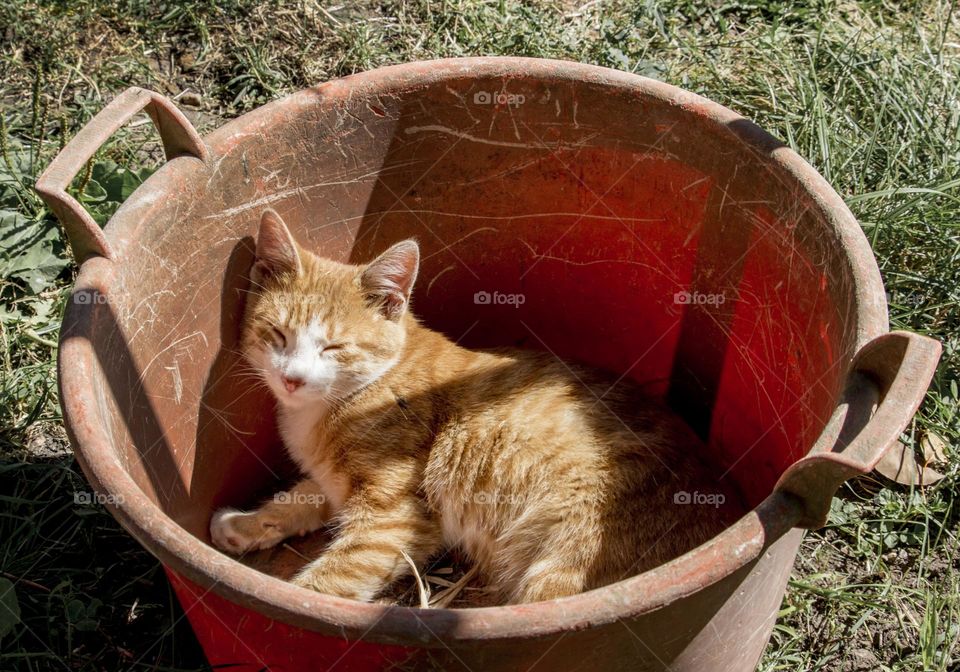 Ginger cat sleeping in the basin outdoors