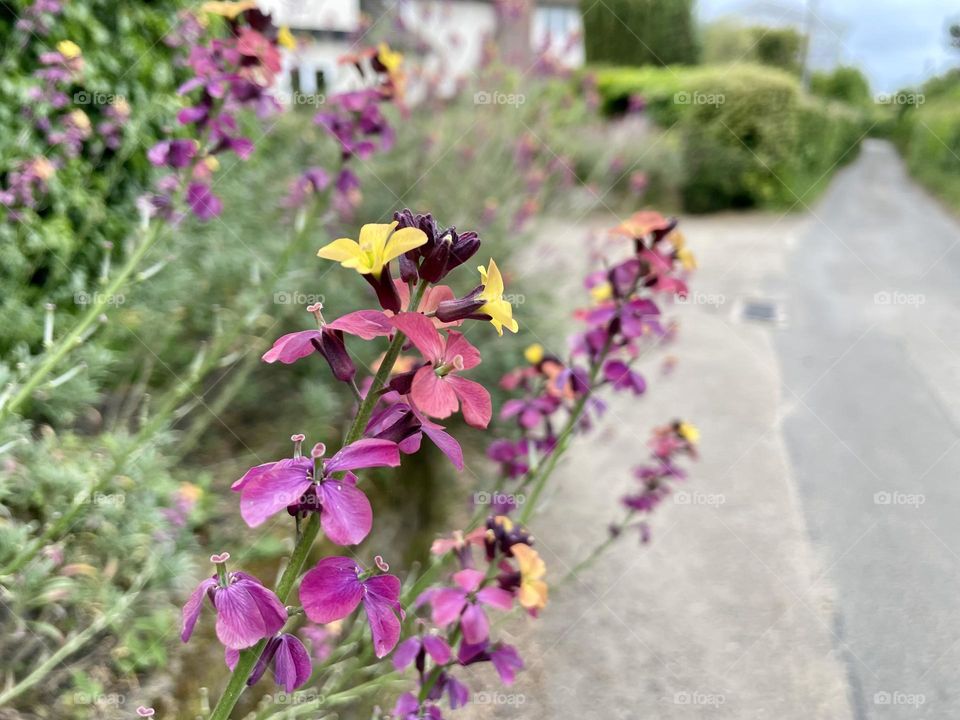 Colourful flowers in the Suffolk Countryside 