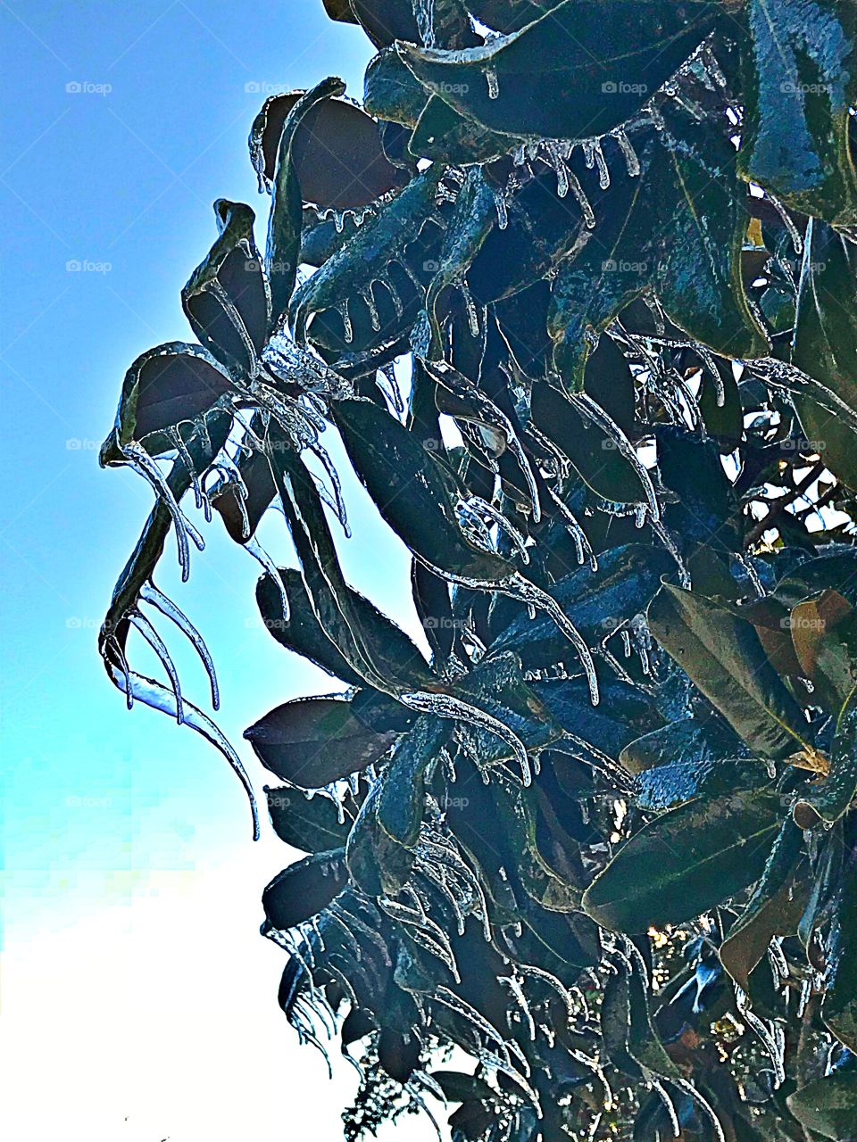 Frozen Magnolia 