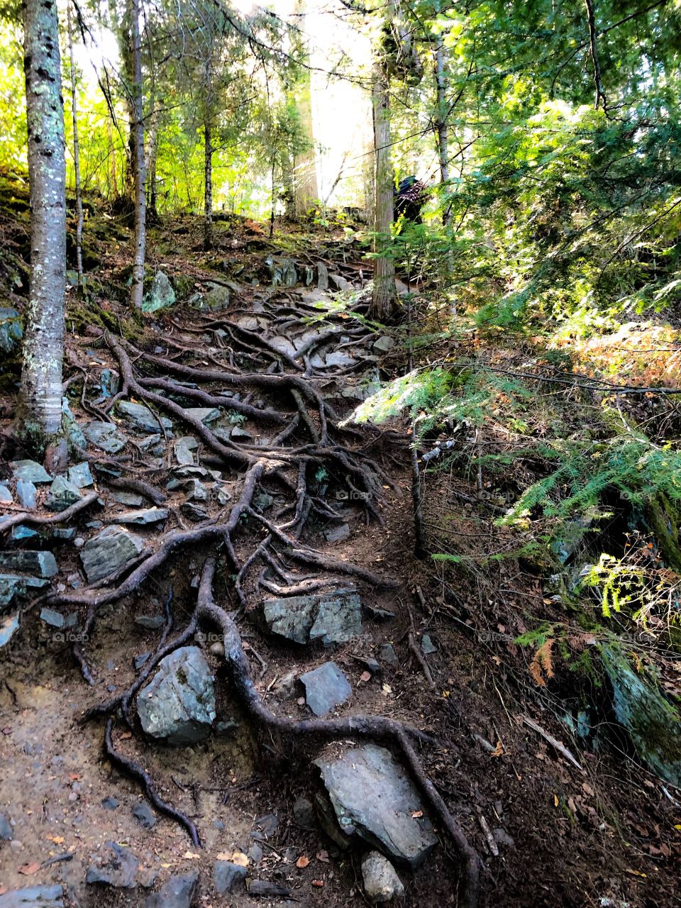 Tree roots