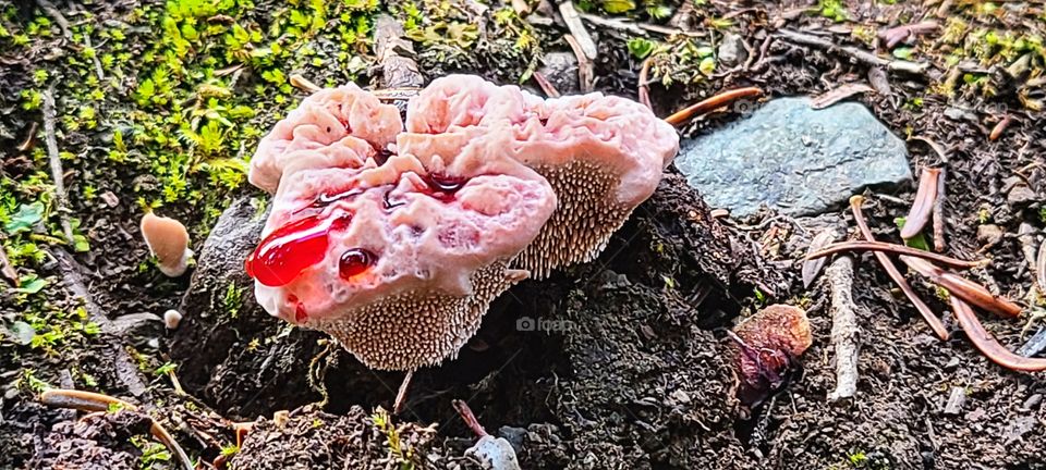 Mushrooms oozing a red goop