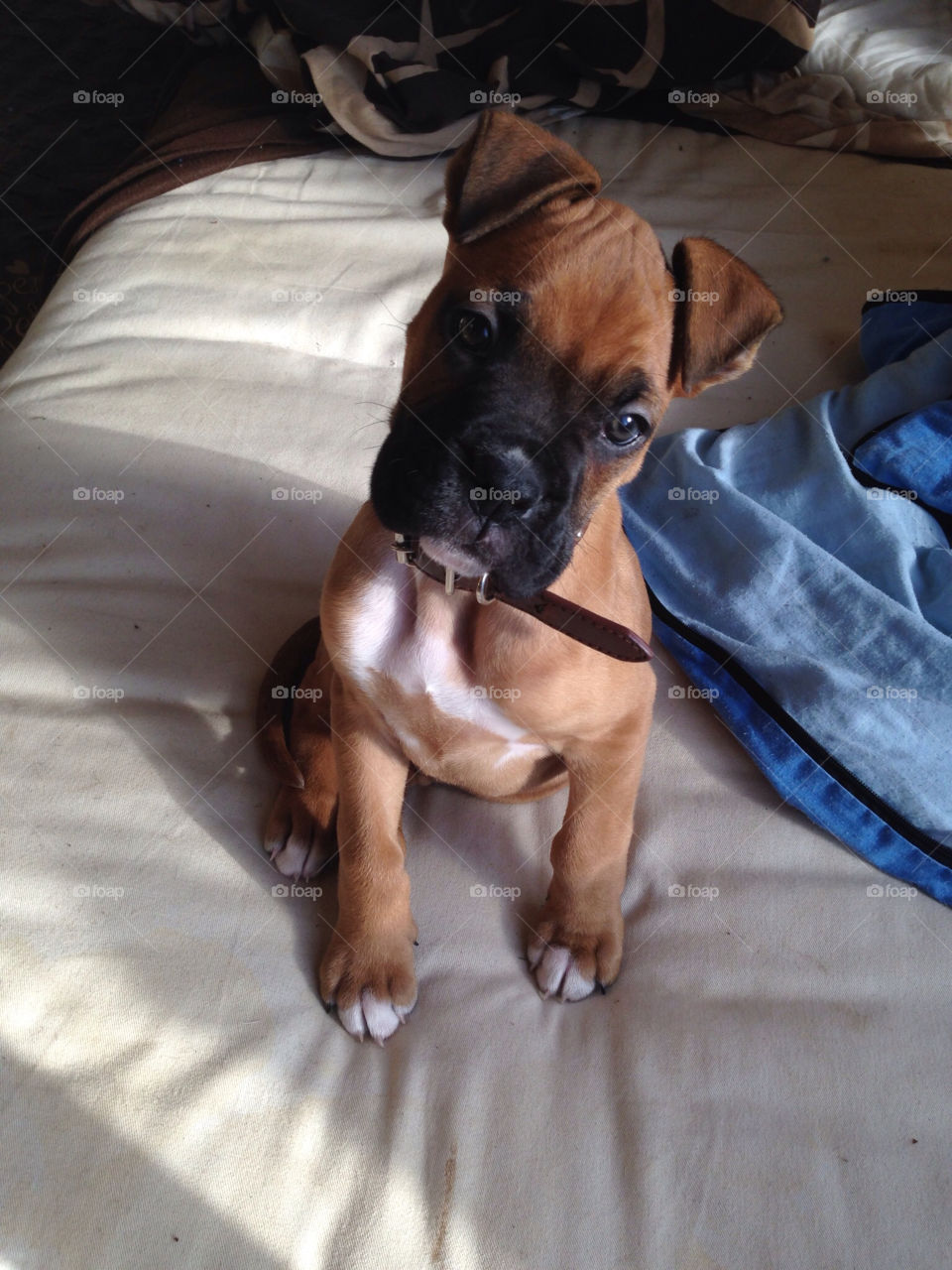 My 6week old boxer called tyson