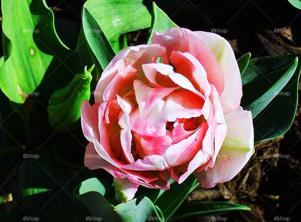 spring pink flower tulip by silkenjade