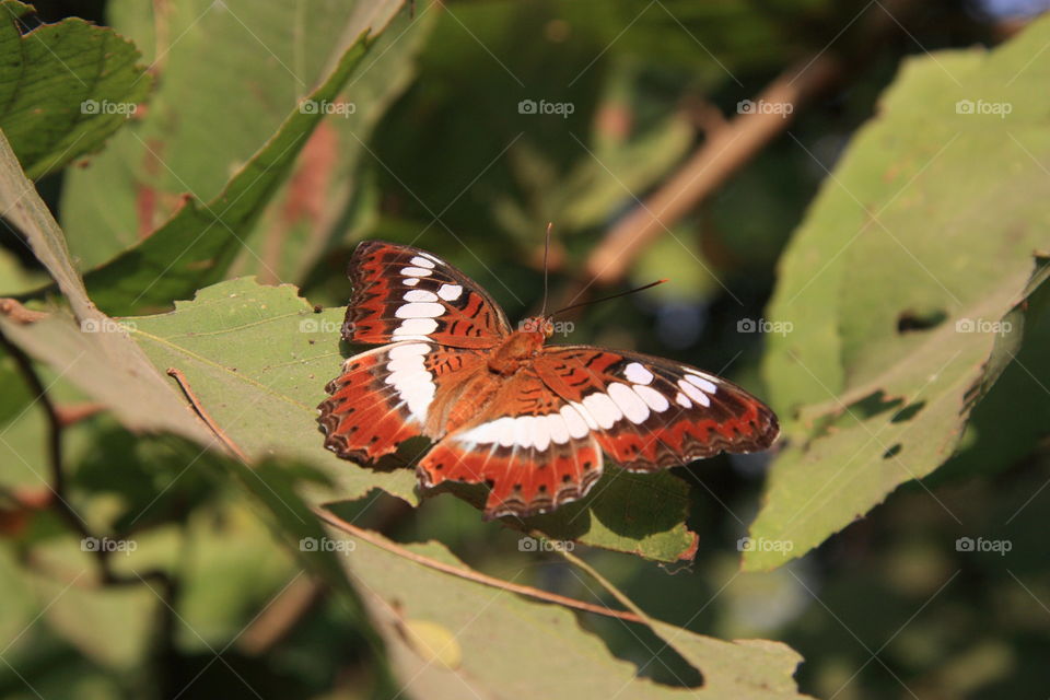 butterfly with wide spread wings