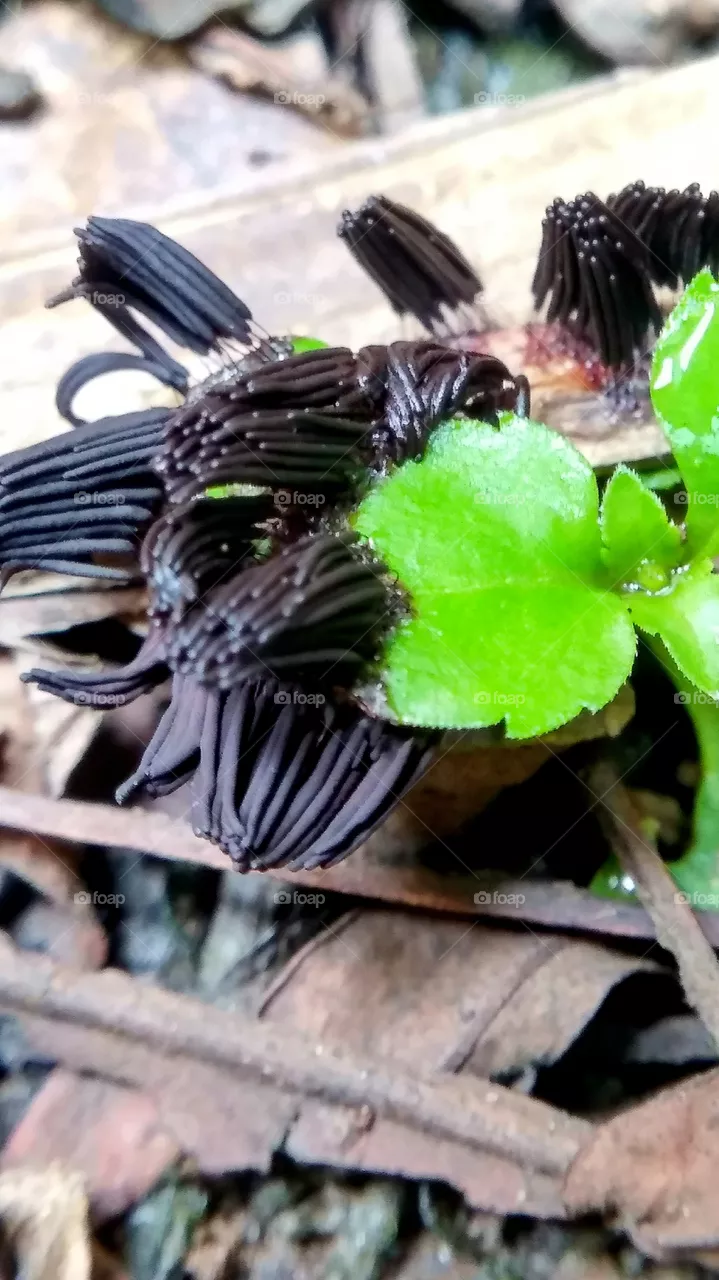 stick mushroom