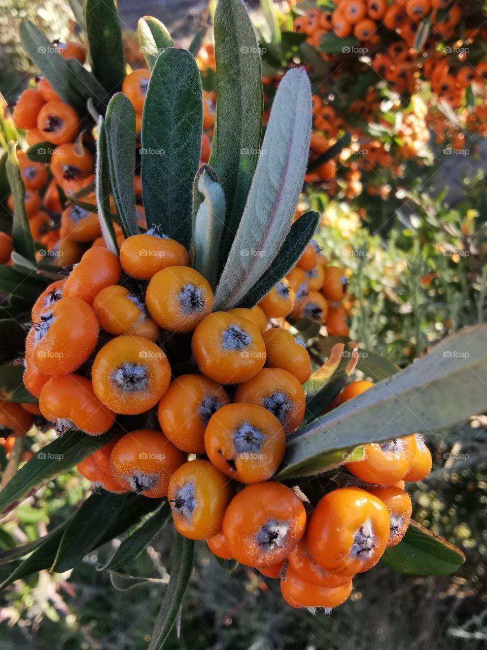 maravilla de planta encontrada en las caminatas de senderismo gran canaria