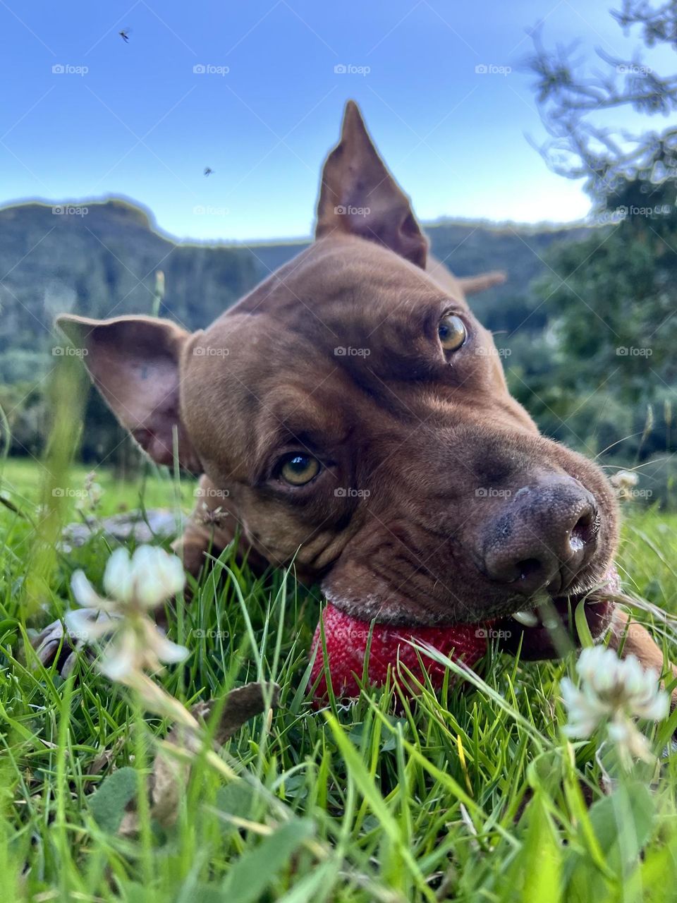 Solo hay una mirada pura y real, la de un perro 