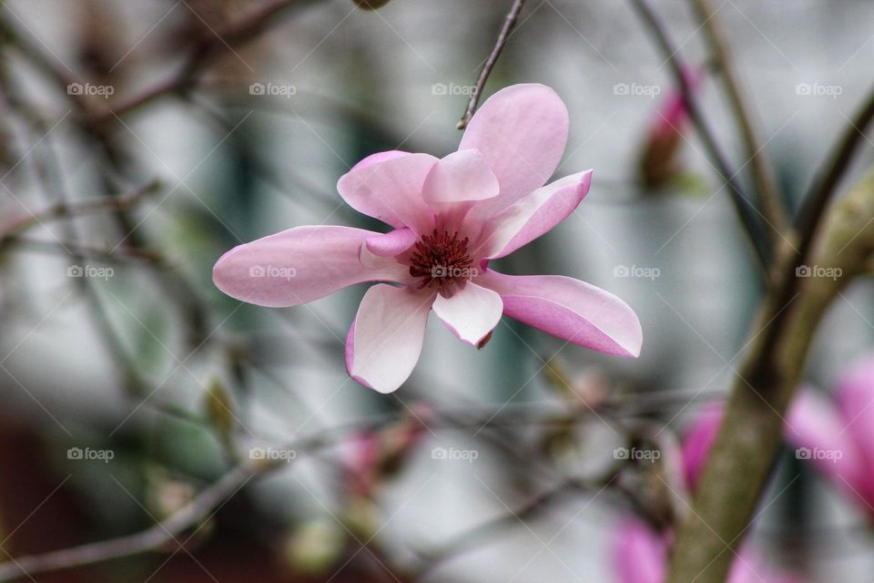 A pink magnolia bloom opens on a tree branch welcoming spring