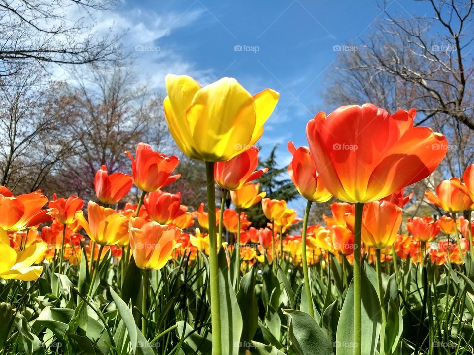 isolated yellow tulip in vibrant   orange tulip garden on sunny day
