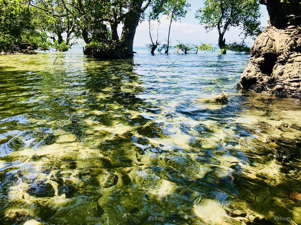 Crystal clear water under the mangrove trees