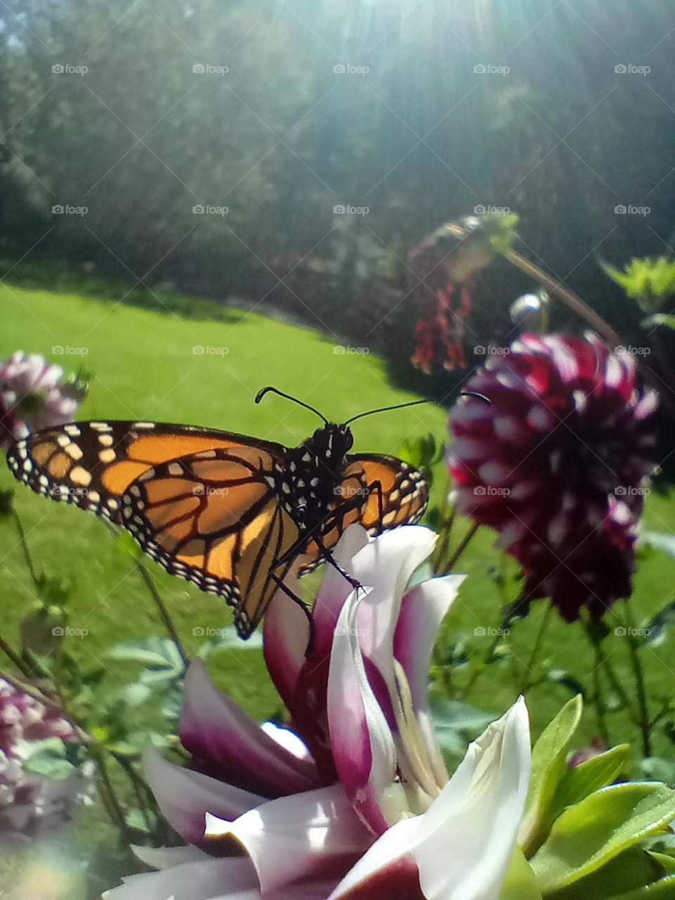 Monarch butterfly sitting on a Dahlia