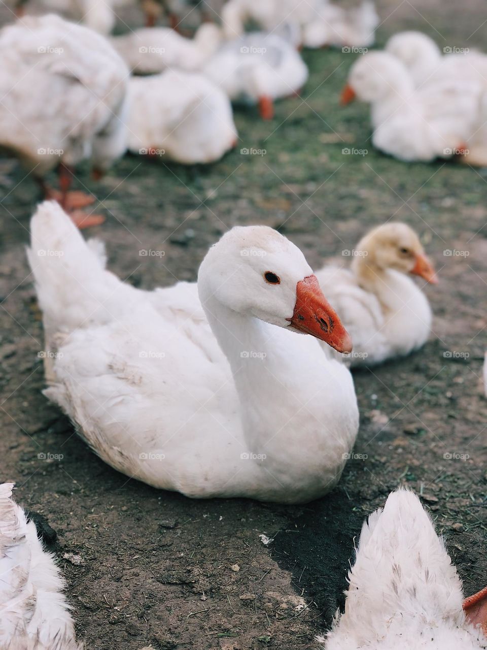 A calm and peaceful scene of a white duck resting among a group of other ducks. The soft focus on the foreground highlights the serene expression and gentle nature of the duck, surrounded by its companions.