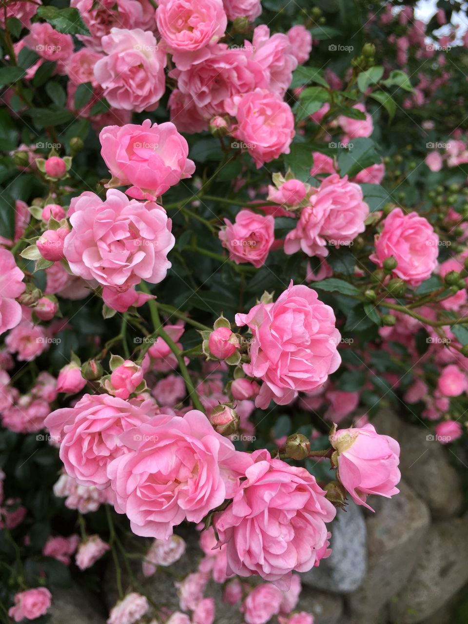 Pink flowers 