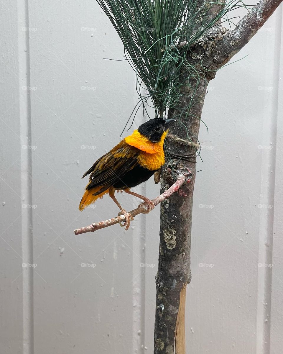 African finch at work 