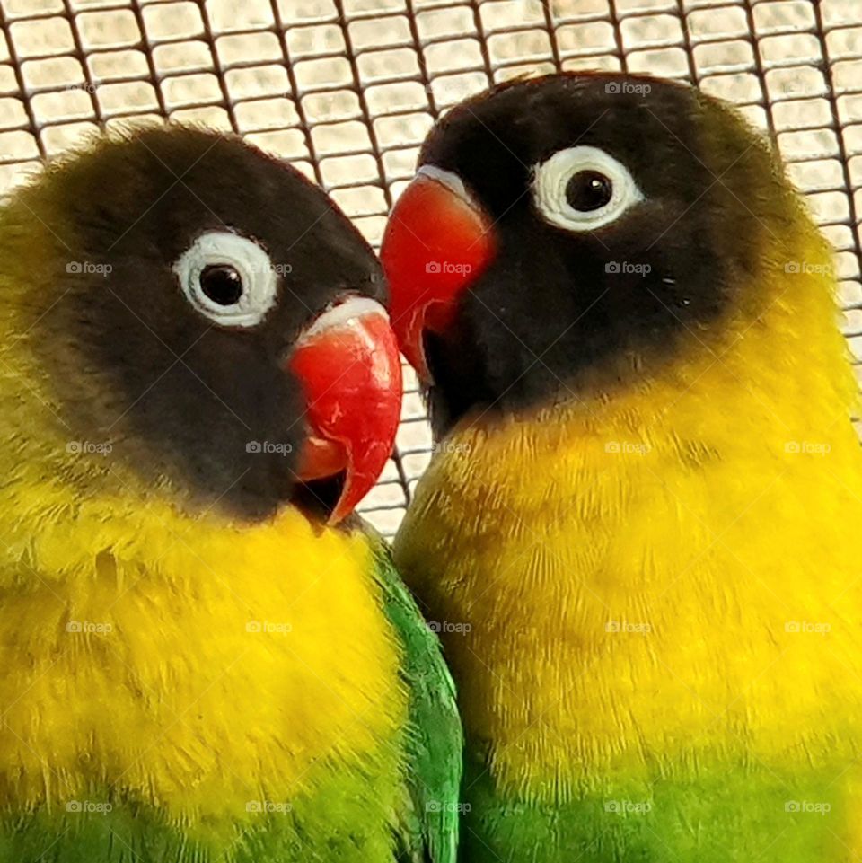 lovebirds in incredibly beautiful colors while cuddling - birds- argaponis