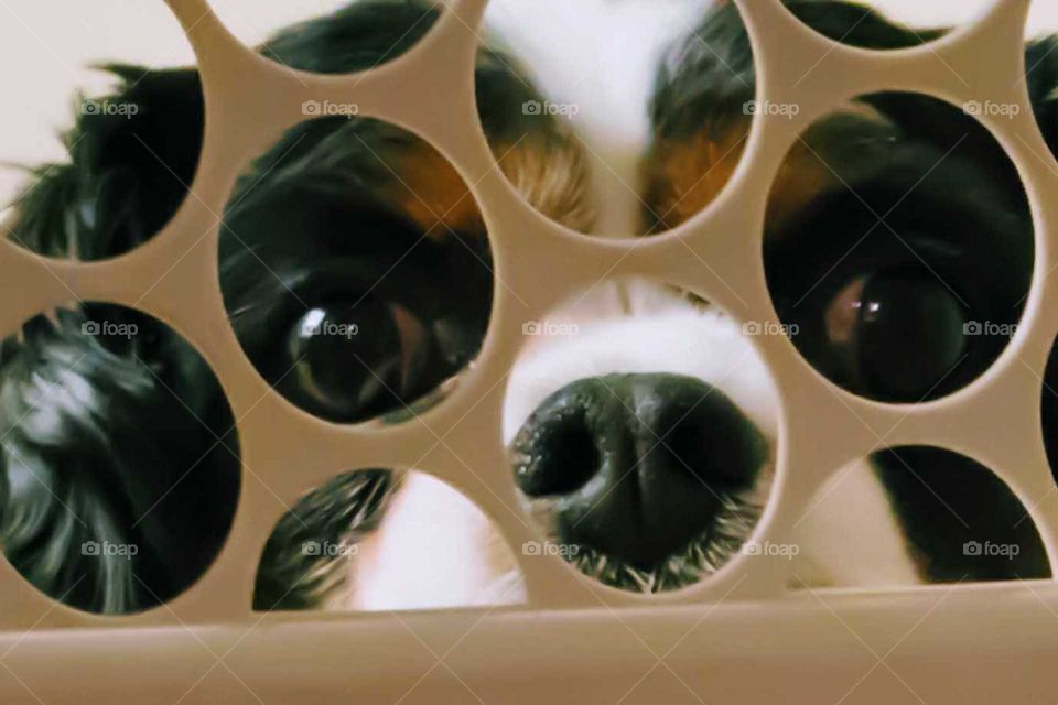 dogs eye view