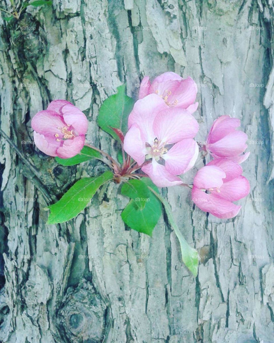 Apple tree blossoms