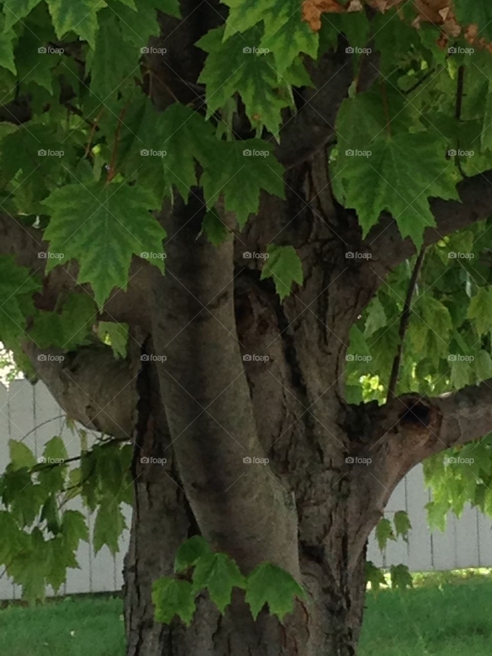 A tree trunk with branches and leaves.