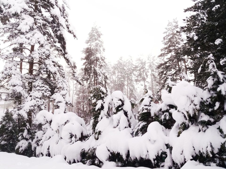 Beautiful white snow in the winter