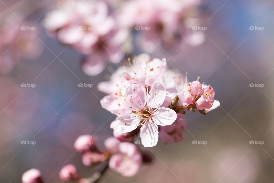 Closeup of beautiful black purple cherry plum tree flowers in spring 
