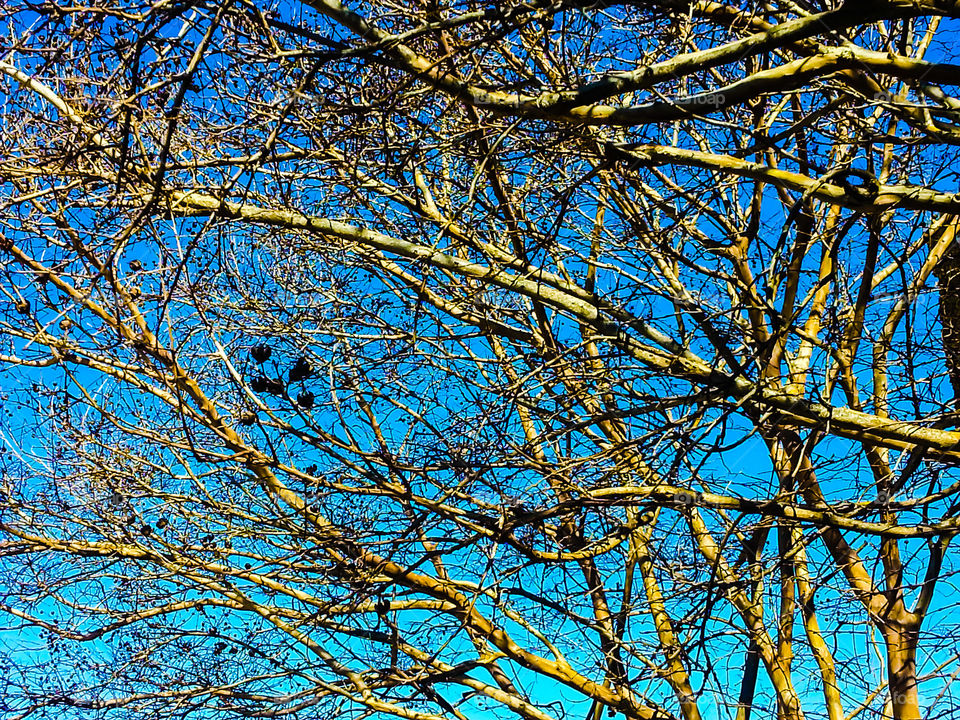 Branches and Blue Sky