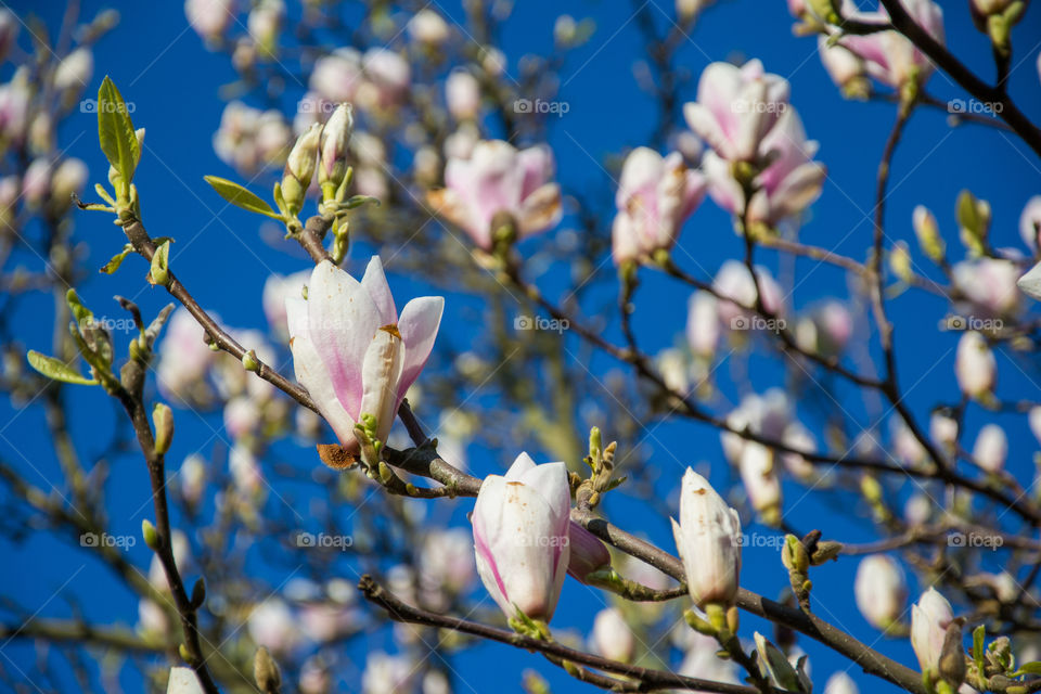 Magnolia flowers in a park in Lund Sweden.