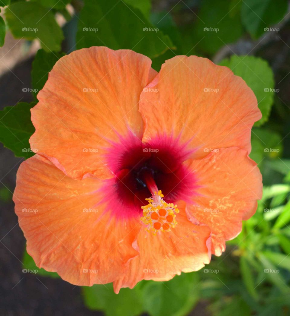 Orange hibiscus
