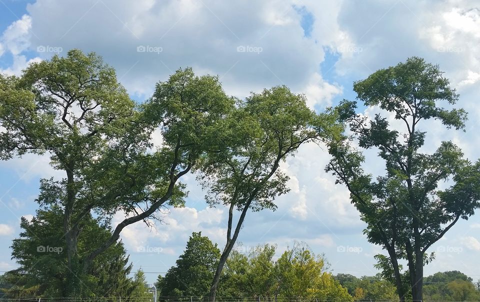 Trio of Trees